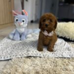Violett-female-miniature-poodle-puppy-for-sale- (1)