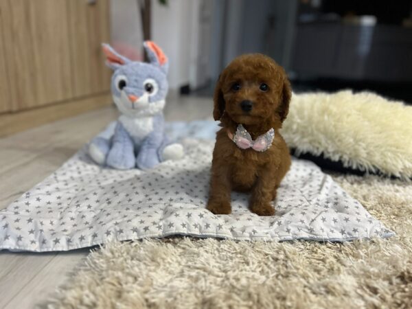 Violett Miniature Poodle Violett Miniature Poodle