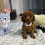 Violett-female-miniature-poodle-puppy-for-sale- (2)