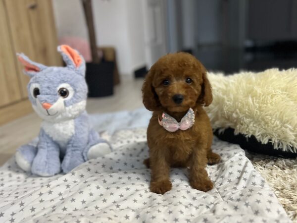 Violett Miniature Poodle Violett Miniature Poodle