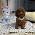 Violett-female-miniature-poodle-puppy-for-sale- (3)