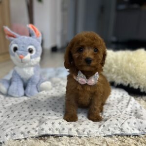 Violett Miniature Poodle