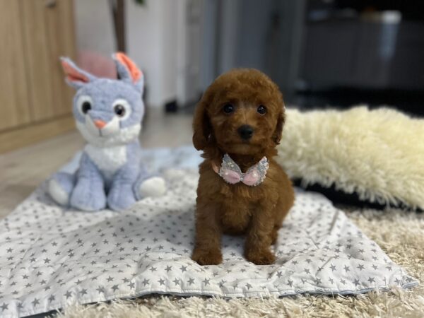 Violett Miniature Poodle Violett Miniature Poodle