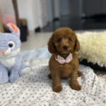Violett-female-miniature-poodle-puppy-for-sale- (4)