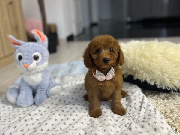 Violett Miniature Poodle Violett Miniature Poodle