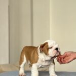 Virgin-male-english-bulldog-puppy-for-sale-1 (1)