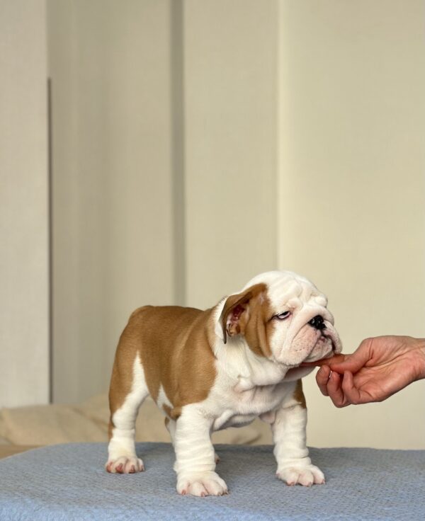 Virgin English Bulldog Virgin English Bulldog