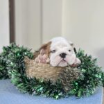 Virgin-male-english-bulldog-puppy-for-sale-1 (2)