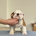 Virgin-male-english-bulldog-puppy-for-sale-1 (4)