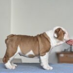 Virgin-male-english-bulldog-puppy-for-sale-1 (5)