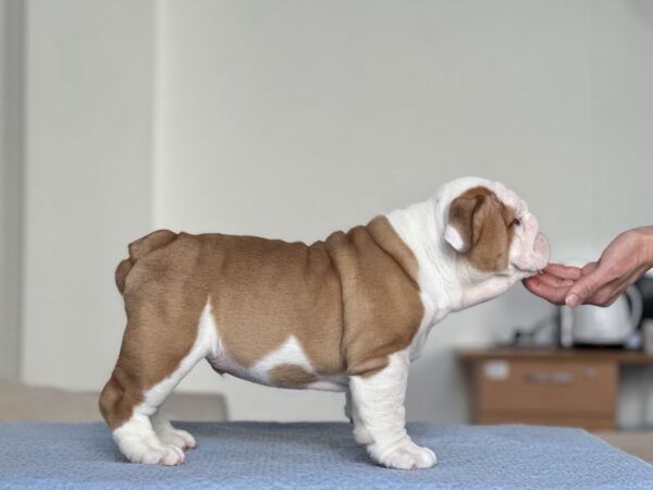 Virgin English Bulldog Virgin English Bulldog