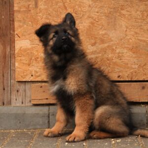 Vitas German Shepherd