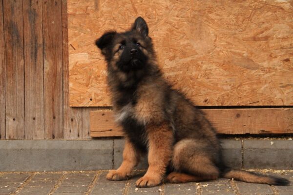 Vitas German Shepherd