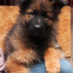 Vitas-male-German-shepherd-puppy-for-sale-1 (2)