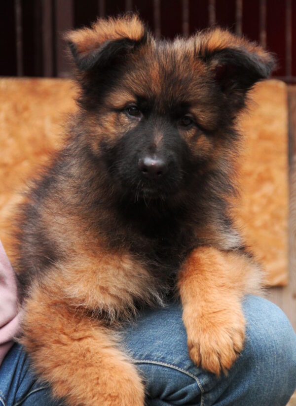 Vitas German Shepherd