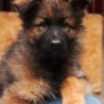 Jackie German Shepherd