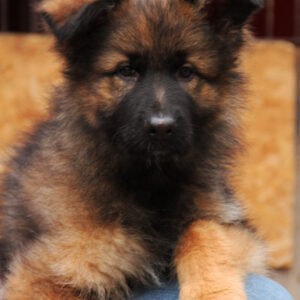 Vitas German Shepherd