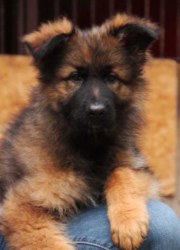 Vitas German Shepherd