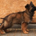 Vitas-male-German-shepherd-puppy-for-sale-1 (4)