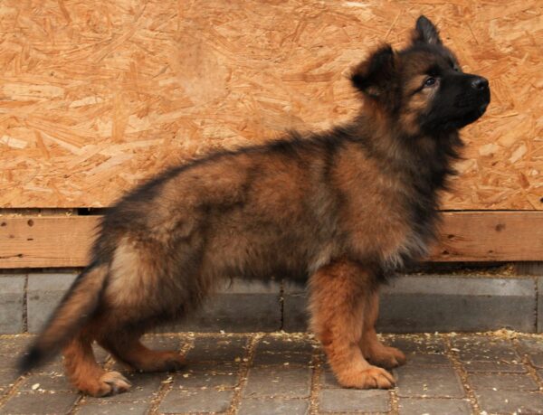 Vitas German Shepherd