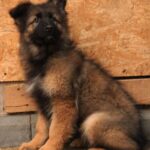Vitas-male-German-shepherd-puppy-for-sale-1 (5)