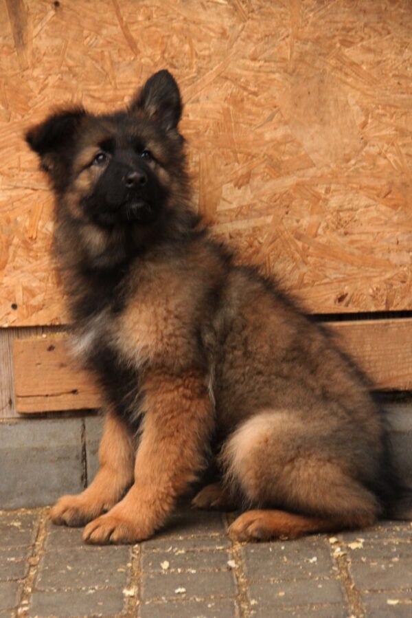Vitas German Shepherd