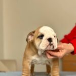 Vitas-male-english-bulldog-puppy-for-sale-1 (1)