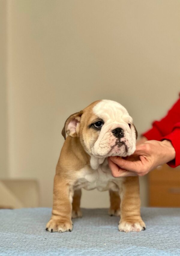 Vitas English Bulldog Vitas English Bulldog