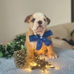 Vitas-male-english-bulldog-puppy-for-sale-1 (2)