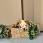 Vitas-male-english-bulldog-puppy-for-sale-1 (3)