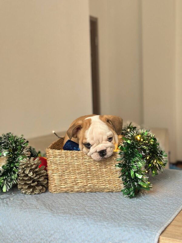 Vitas English Bulldog Vitas English Bulldog