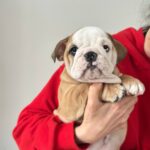 Varvara English Bulldog