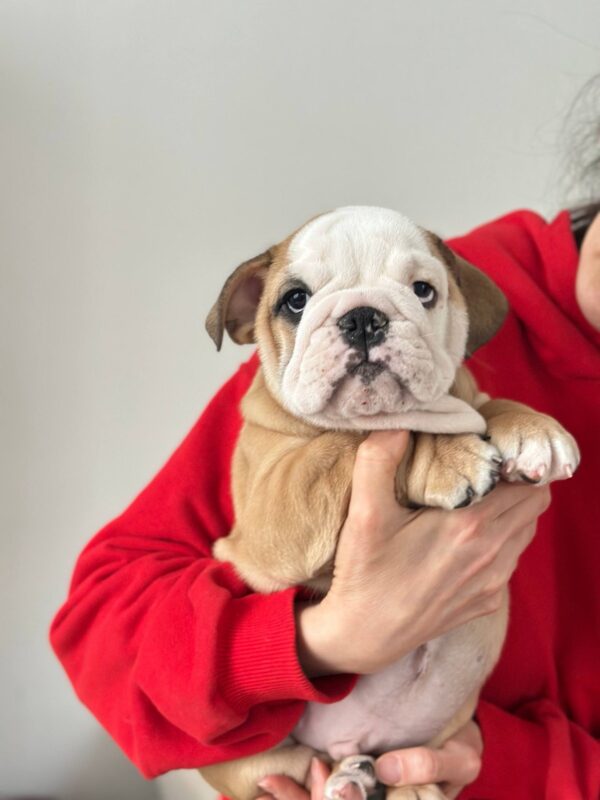 Vitas English Bulldog Vitas English Bulldog