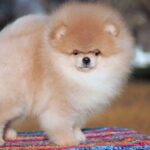 Walter-male-pomeranian-puppy-for-sale-1 (1)