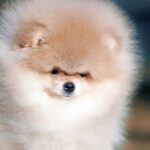 Walter-male-pomeranian-puppy-for-sale-1 (3)