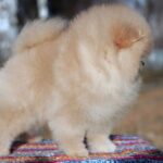 Walter-male-pomeranian-puppy-for-sale-1 (4)