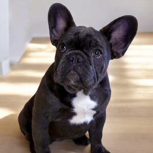 Wendy French Bulldog