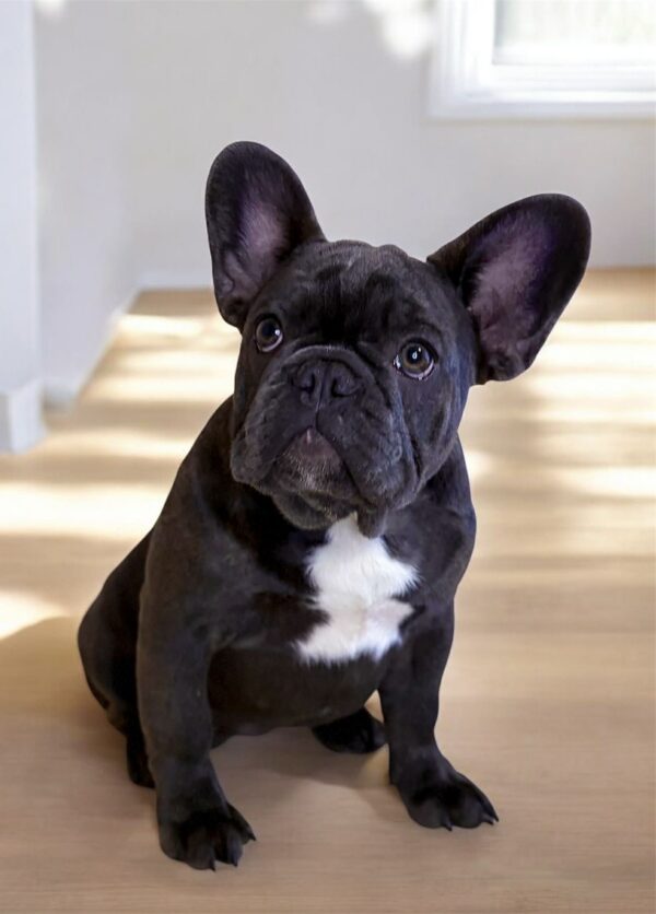 Wendy French Bulldog Wendy French Bulldog