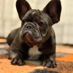 Wendy-female-French-bulldog-puppy-for-sale-3