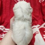 Whity-male-Maltese-puppy-for-sale-1