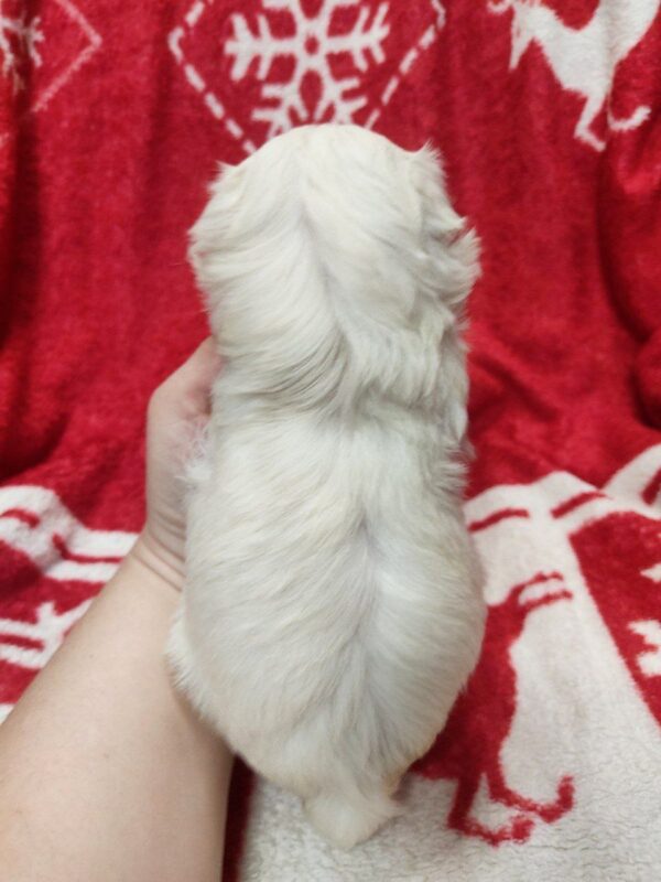 Whity Maltese Whity Maltese