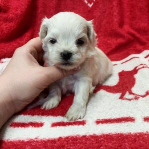 Whity Maltese Whity Maltese