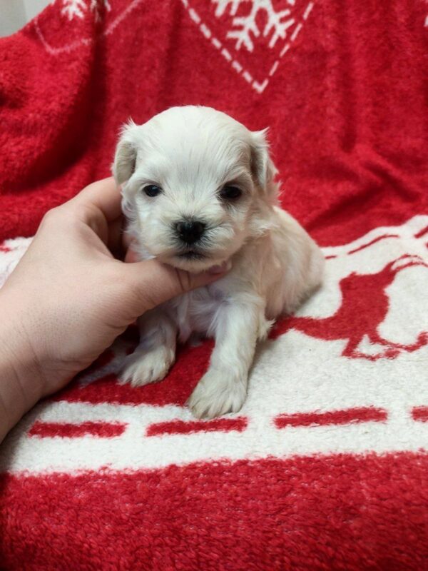 Whity Maltese Whity Maltese