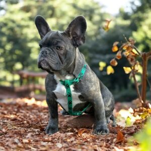 Wilsa French Bulldog