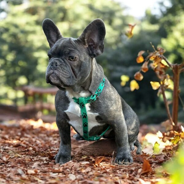 Wilsa French Bulldog Wilsa French Bulldog