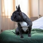 Wilsa-female-French-bulldog-puppy-for-sale-2