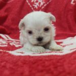 Winnie-female-Maltese-puppy-for-sale-1