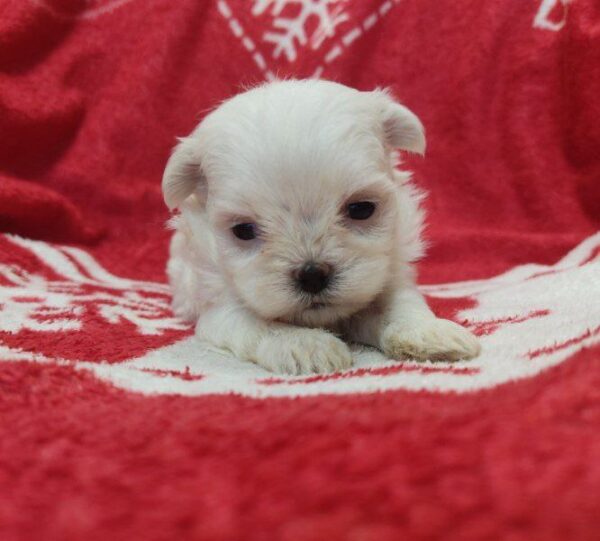 Winnie Maltese Winnie Maltese