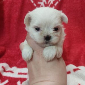 Winnie Maltese Winnie Maltese