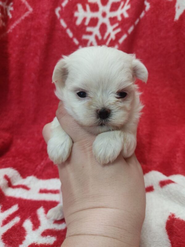 Winnie Maltese Winnie Maltese